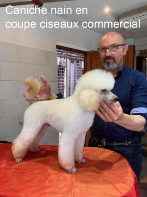 Caniche nain en coupe ciseaux commercial