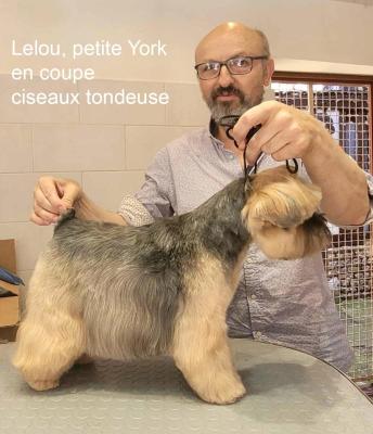 Lelou, petite York en coupe ciseaux tondeuse