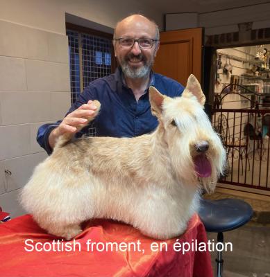 Scottish froment en épilation