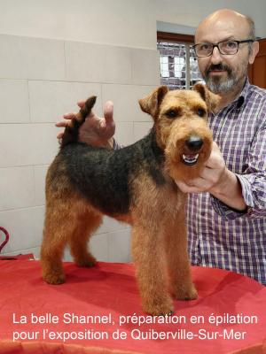 épilation chien expostion quiberville sur mer